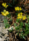 Einzelbild 8 Scheiden-Kronwicke - Coronilla vaginalis