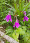 Einzelbild 6 Heilglöckchen - Cortusa matthioli