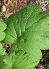 Einzelbild 7 Heilglöckchen - Cortusa matthioli
