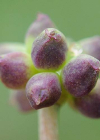 Einzelbild 7 Rautenblättrige Schmuckblume - Callianthemum coriandrifolium