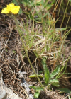 Einzelbild 8 Gletscher-Habichtskraut - Hieracium angustifolium