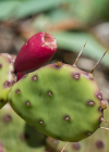 Einzelbild 8 Gemeiner Feigenkaktus - Opuntia humifusa