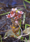 Einzelbild 5 Moor-Mauerpfeffer - Sedum villosum