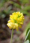 Einzelbild 1 Gold-Klee - Trifolium aureum