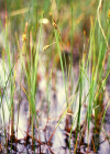 Einzelbild 1 Schlamm-Segge - Carex limosa