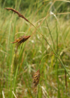 Einzelbild 2 Schlamm-Segge - Carex limosa