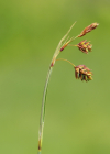 Einzelbild 4 Schlamm-Segge - Carex limosa
