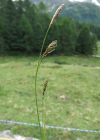 Einzelbild 8 Immergrüne Segge - Carex sempervirens