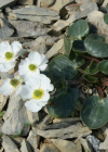 Einzelbild 4 Herzblatt-Hahnenfuss - Ranunculus parnassiifolius
