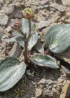 Einzelbild 8 Herzblatt-Hahnenfuss - Ranunculus parnassiifolius