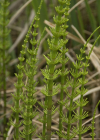 Einzelbild 6 Schlamm-Schachtelhalm - Equisetum fluviatile