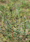 Einzelbild 7 Schlamm-Schachtelhalm - Equisetum fluviatile