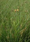 Einzelbild 8 Schlamm-Schachtelhalm - Equisetum fluviatile