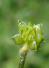 Einzelbild 8 Hain-Hahnenfuss - Ranunculus tuberosus aggr.