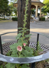 Einzelbild 1 Garten-Stockrose - Alcea rosea