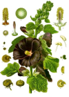 Einzelbild 2 Garten-Stockrose - Alcea rosea