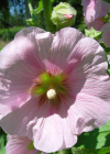 Einzelbild 4 Garten-Stockrose - Alcea rosea