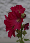 Einzelbild 6 Garten-Stockrose - Alcea rosea