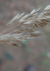 Einzelbild 8 Wolliges Reitgras - Calamagrostis villosa