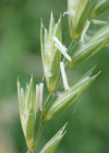Einzelbild 8 Kriechende Quecke - Elymus repens