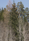 Einzelbild 3 Douglasfichte - Pseudotsuga menziesii