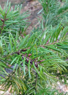 Einzelbild 6 Douglasfichte - Pseudotsuga menziesii