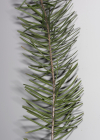 Einzelbild 7 Douglasfichte - Pseudotsuga menziesii