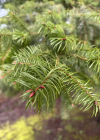 Einzelbild 8 Douglasfichte - Pseudotsuga menziesii