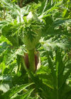 Einzelbild 2 Riesen-Bärenklau - Heracleum mantegazzianum