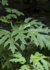 Einzelbild 4 Riesen-Bärenklau - Heracleum mantegazzianum