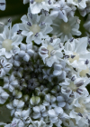 Einzelbild 5 Riesen-Bärenklau - Heracleum mantegazzianum