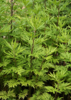 Einzelbild 5 Verlotscher Beifuss - Artemisia verlotiorum