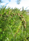 Einzelbild 6 Verlotscher Beifuss - Artemisia verlotiorum