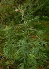 Einzelbild 7 Verlotscher Beifuss - Artemisia verlotiorum