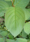Einzelbild 2 Seidiger Hornstrauch - Cornus sericea