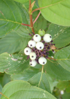 Einzelbild 4 Seidiger Hornstrauch - Cornus sericea
