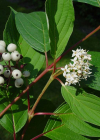 Einzelbild 8 Seidiger Hornstrauch - Cornus sericea