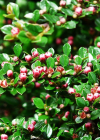 Einzelbild 1 Korallenstrauch - Cotoneaster horizontalis