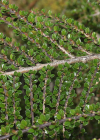 Einzelbild 7 Korallenstrauch - Cotoneaster horizontalis