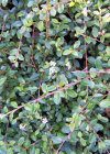 Einzelbild 8 Korallenstrauch - Cotoneaster horizontalis