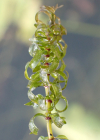 Einzelbild 2 Nuttalls Wasserpest - Elodea nuttallii