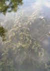 Einzelbild 6 Nuttalls Wasserpest - Elodea nuttallii