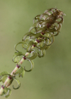 Einzelbild 8 Nuttalls Wasserpest - Elodea nuttallii