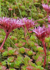 Einzelbild 4 Kaukasus-Fettkraut - Sedum spurium