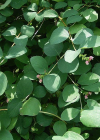 Einzelbild 1 Schneebeere - Symphoricarpos albus