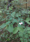 Einzelbild 8 Schneebeere - Symphoricarpos albus