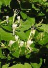Einzelbild 1 Japanisches Geissblatt - Lonicera japonica