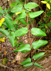 Einzelbild 2 Japanisches Geissblatt - Lonicera japonica