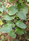 Einzelbild 4 Japanisches Geissblatt - Lonicera japonica