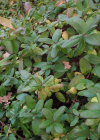Einzelbild 8 Japanisches Geissblatt - Lonicera japonica